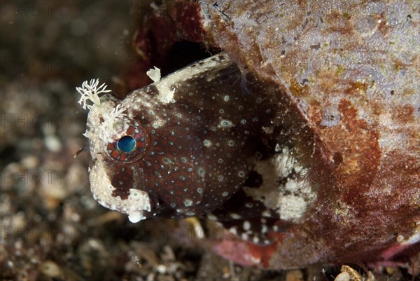 Starry Blenny