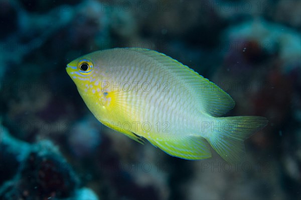 Ternate Damselfish