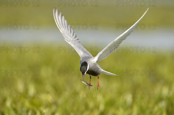 Whiskered Tern