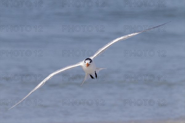 Royal tern