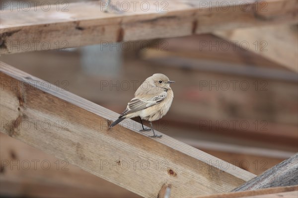 Desert Wheatear