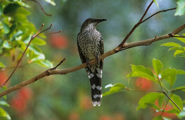 Honeyeaters