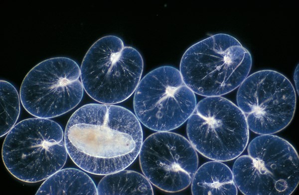 Noctiluca miliaris