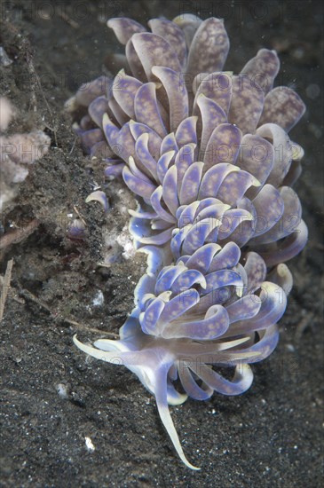 Cryptic Phyllodesmium Nudibranch adult