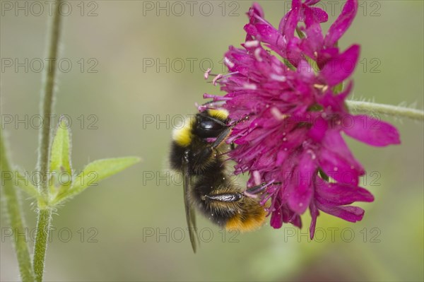 Early Bumblebee