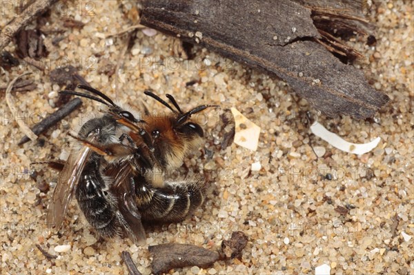 Tawny Mining Bee