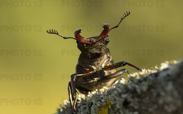 Greater Stag Beetle