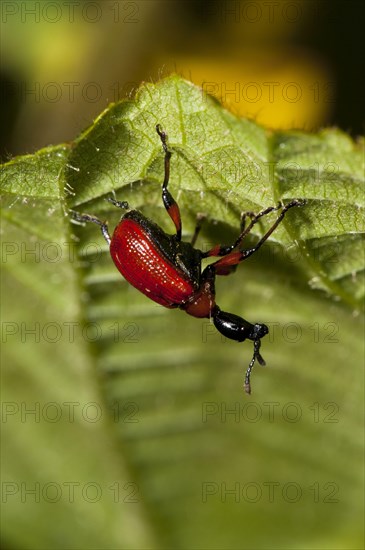 Hazel Leaf-roller Weevil