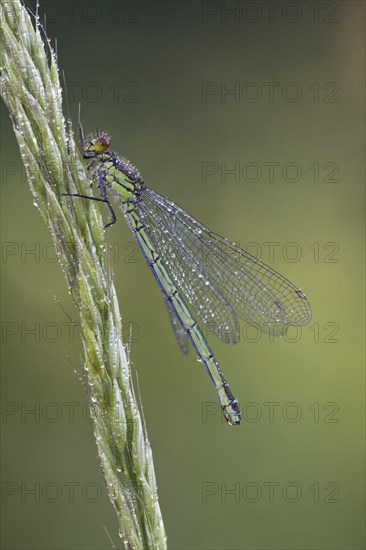 Red-eyed damselfly