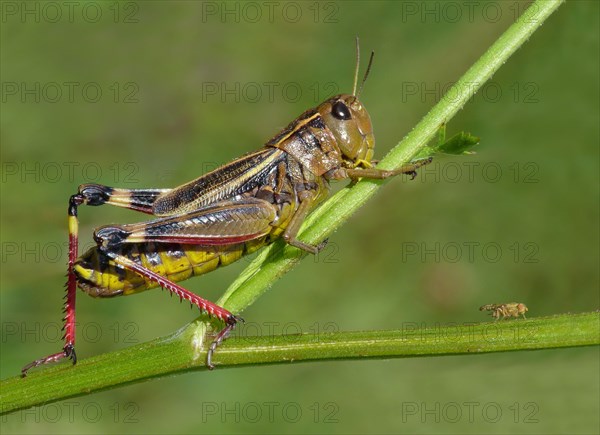 Large Banded Grasshopper