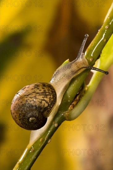 Garden Snail