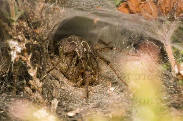 Common labyrinth spider