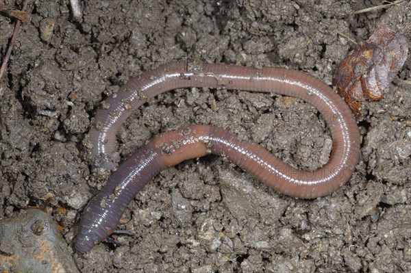 Common Earthworm