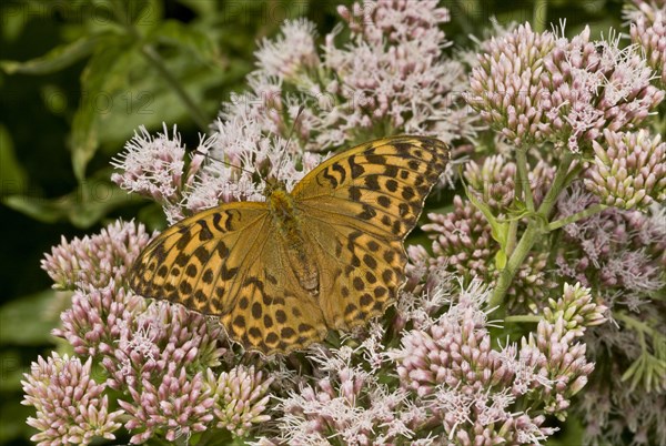 Silver-washed Fritillary