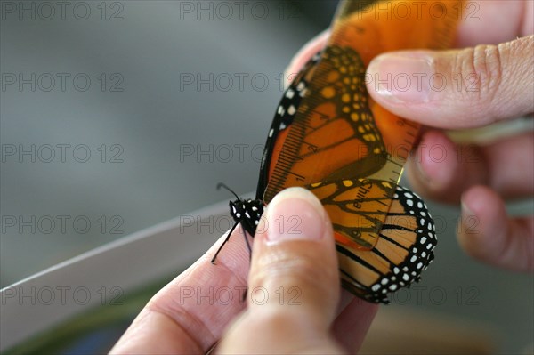 Monarch Butterfly