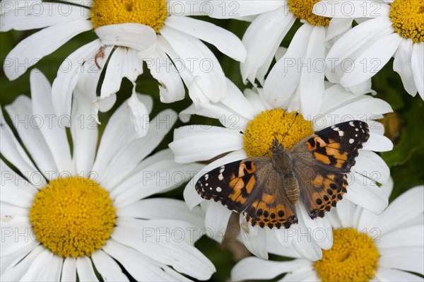 Painted painted lady