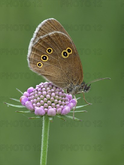 Ringlet