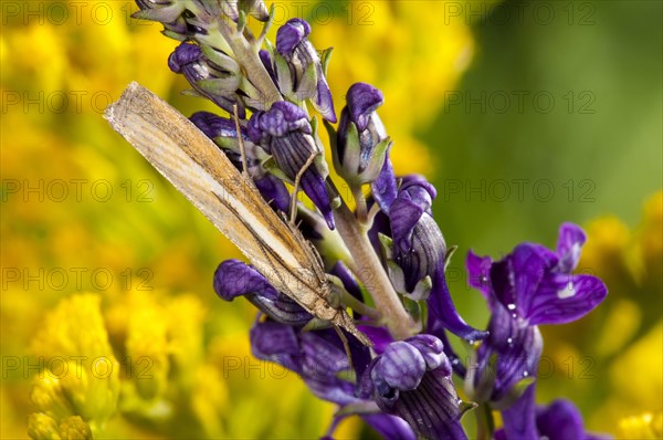 Common grass-veneer