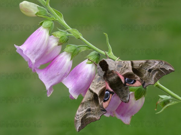 Eye-browed eyed hawk-moth