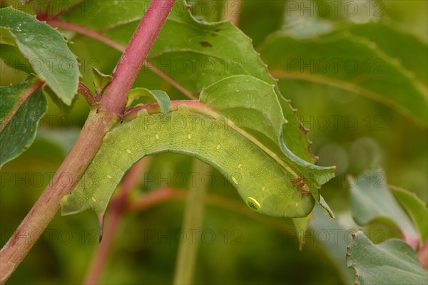 Silver streaked vine hawk-moth