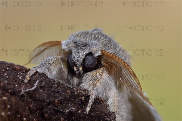 Lobster moth