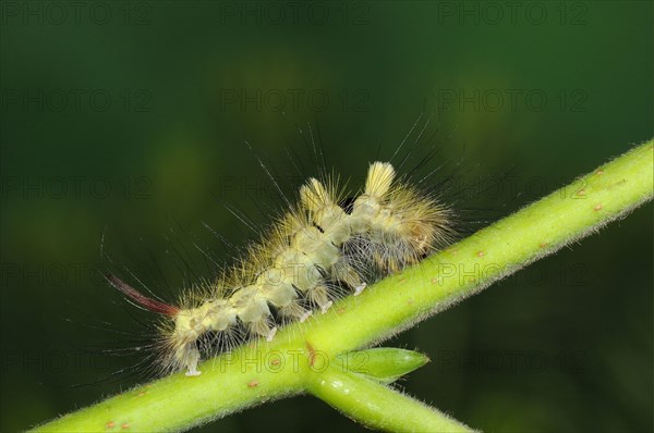 Pale Tussock