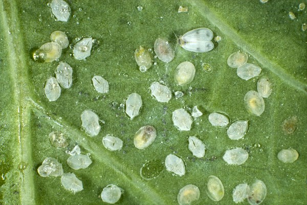 Cabbage moth scale insect