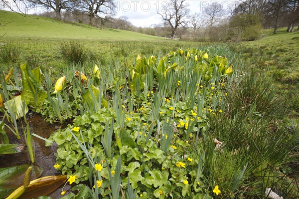 Yellow skunk cabbage