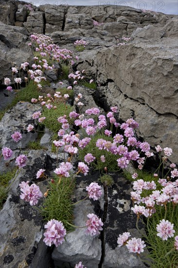 Beach carnation