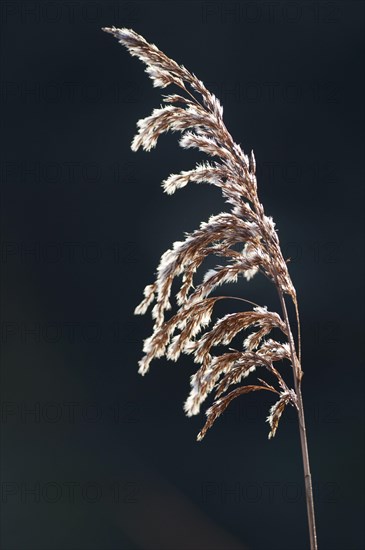 Common common reed