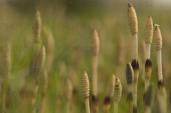 Field Horsetail