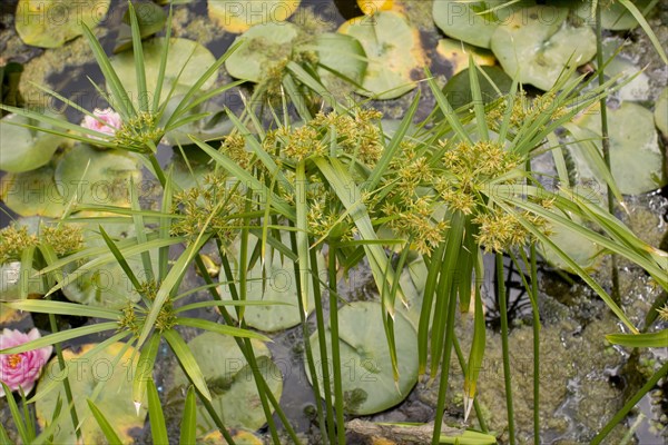 Flowering Green galingale