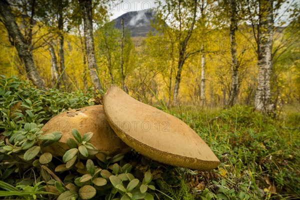 Boletus scaber