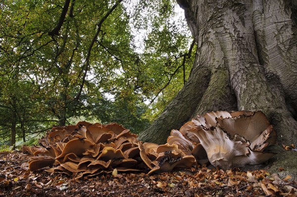 Giant Polypore