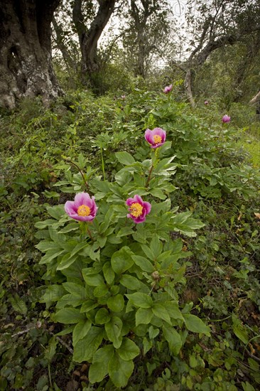 Flowering Western Peony