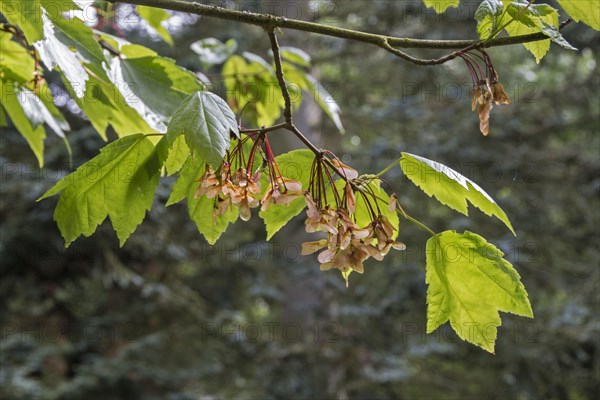 Leaf and fruit of Red Maple