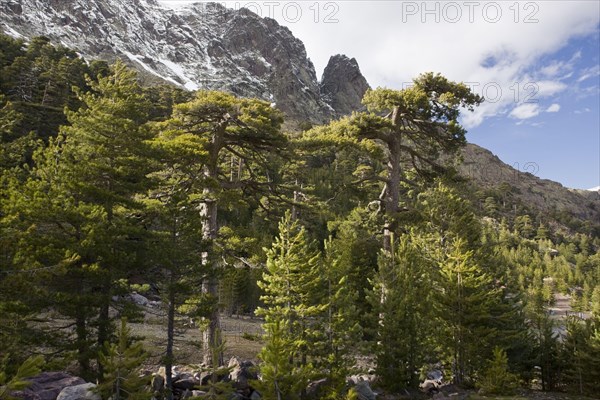 Pinus nigra laricio corsicanus