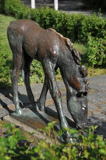 Grazing foal