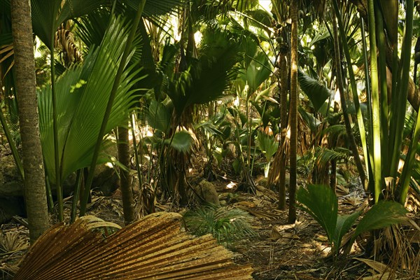 Vegetation in Vallee de Mai National Park