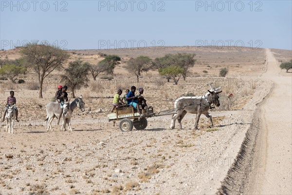 Donkey team and boys on donkeys