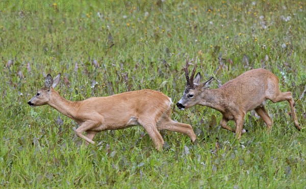 European european roe deer