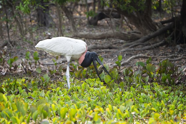 Jabiru