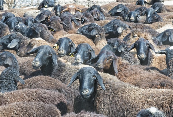 Flock of sheep in a corral