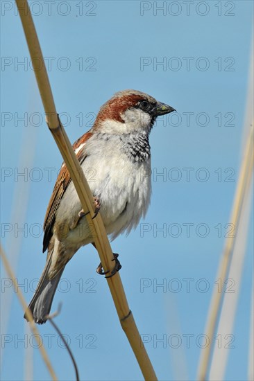 House sparrow