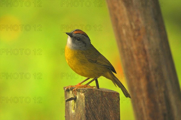 Golden-crowned Warbler