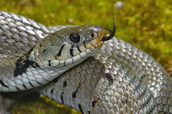 Barred ring snake