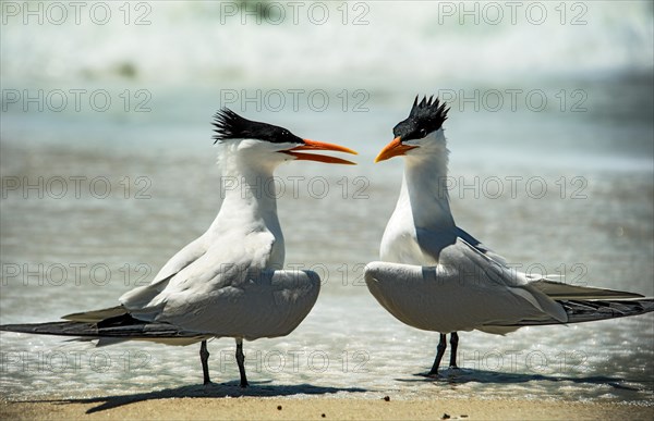 Royal tern