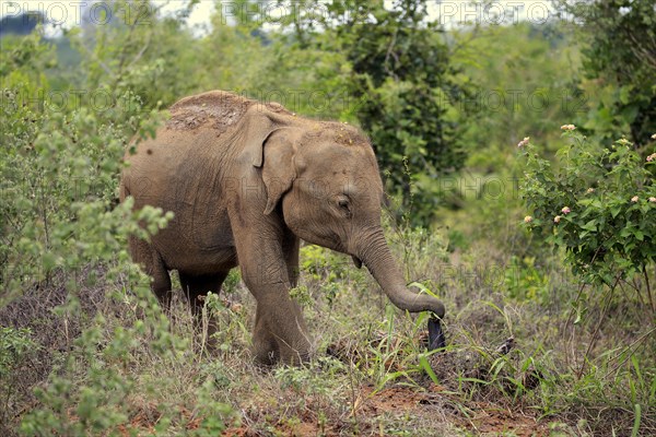 Sri Lankan elephant