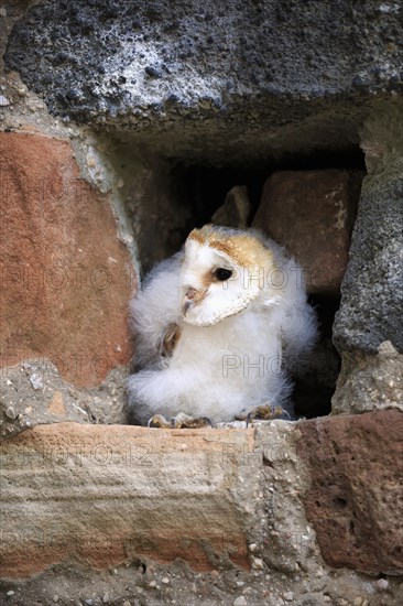 Barn Owl