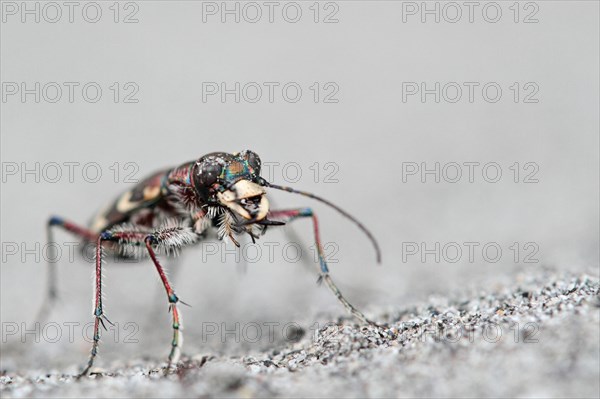 Dune Sand Beetle